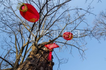 老树上的中国结红灯笼