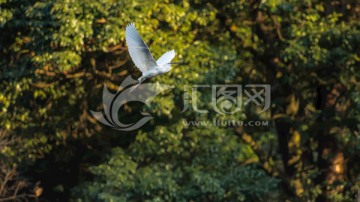 林间飞翔的白鹤