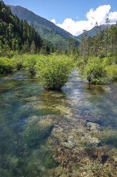 九寨沟山水沼泽湿地水草