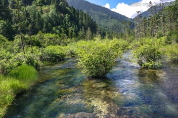 九寨沟森林湿地林间小溪河流泉水