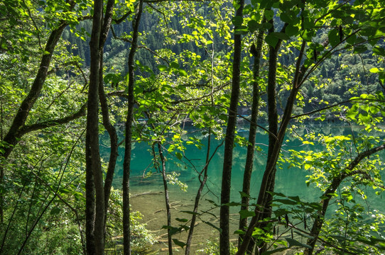 九寨沟山水森林树木溪流