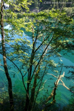 九寨沟森林树木绿树清澈湖泊
