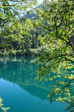 九寨沟森林树木绿树清澈湖泊