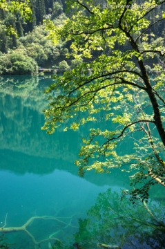 九寨沟森林树木绿树清澈湖泊湖水