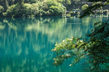 九寨沟森林树木绿树清澈湖泊湖水