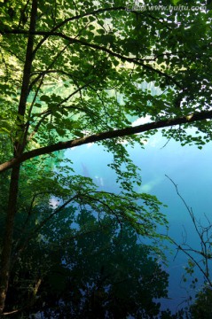 九寨沟森林树木绿树清澈湖泊湖水