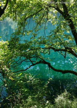 九寨沟森林树木绿树清澈湖泊湖水