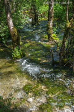 九寨沟森林湿地林间小溪河流