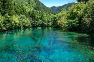 九寨沟森林树木绿树清澈湖泊