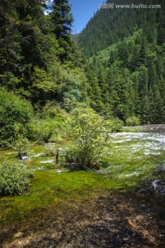 九寨沟森林湿地林间小溪河流泉水