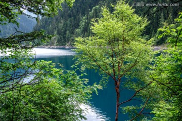 九寨沟森林树木绿树清澈湖泊湖水