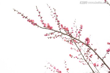 梅花