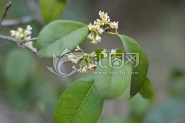 桂花