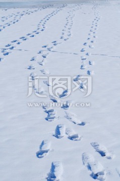 雪地足印