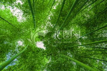 竹子高清 竹林背景 竹枝