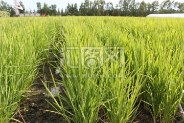 鹤山农场 科技园 水稻
