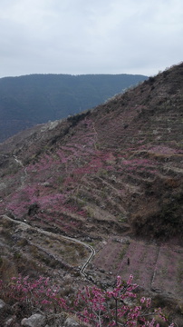 桃花山