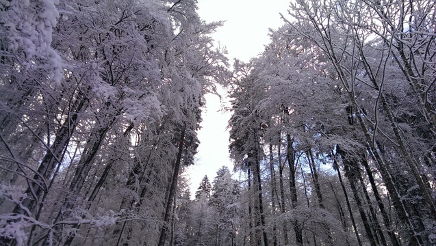 树林  雪景