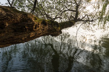 湖边大树 盘根错节