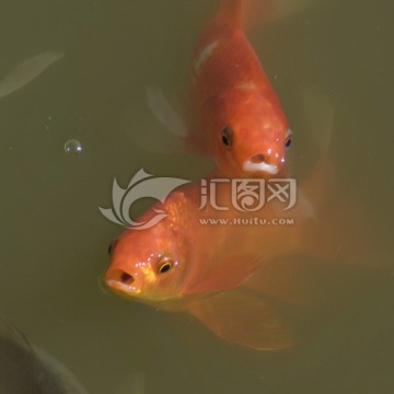 红锦鲤鱼