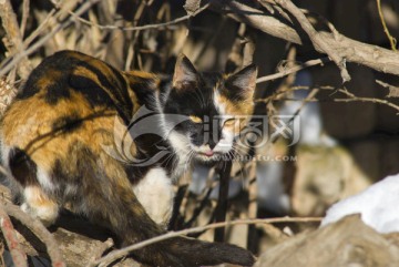 阴阳脸猫