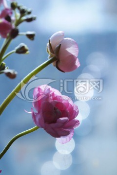 洋牡丹 鲜花 花朵 花枝