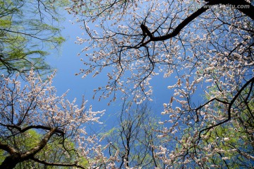 满树花开满色春