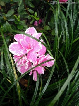 浣花溪畔雨中花朵