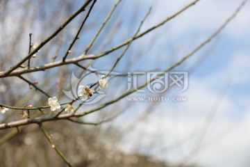 梅花