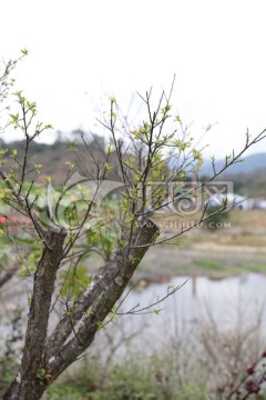 梅花