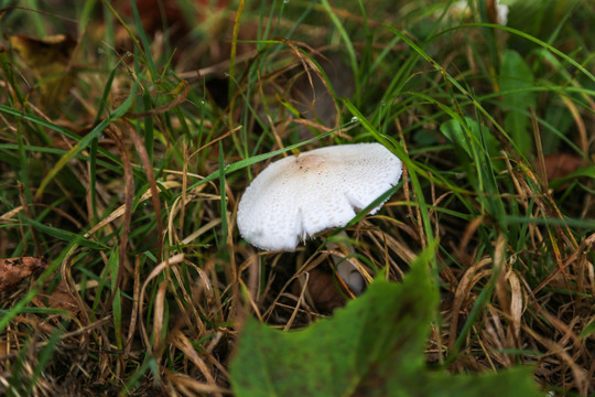 地衣蘑菇