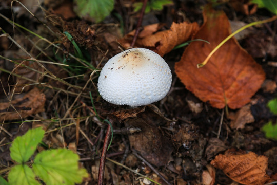地衣蘑菇