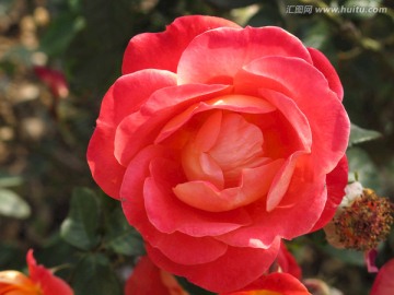 月季花