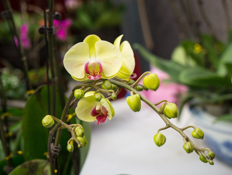 蝴蝶兰 鲜花
