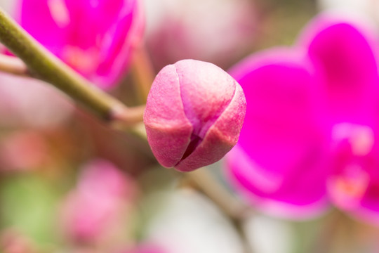 蝴蝶兰 鲜花 花蕾