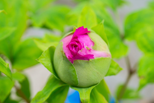 蝴蝶兰 花蕾