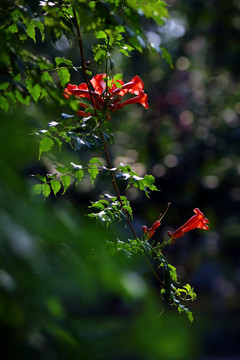 凌霄花