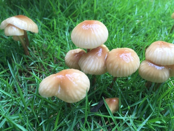 雨后蘑菇