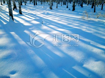 冬季积雪白桦林树影