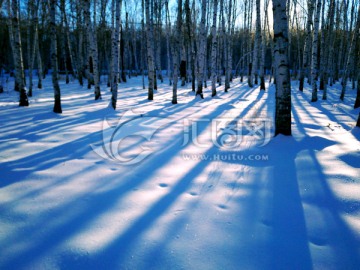 冬天白桦林光影