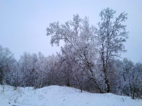 冬季冰雪桦树雾淞