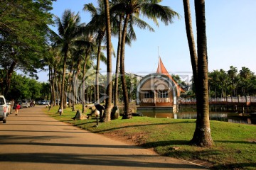 热带风光 棕榈树