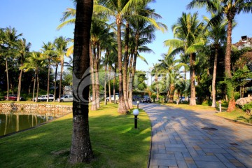 南国风光 热带风光 棕榈树