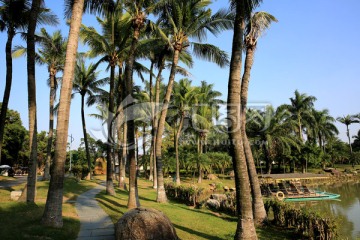 椰林风景