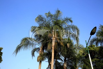 椰树背景 无框画