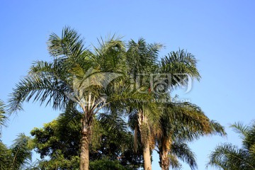 椰树背景 无框画