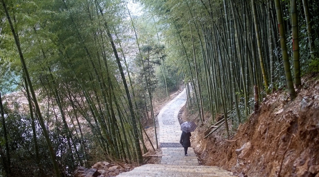 游客步行在竹林山道