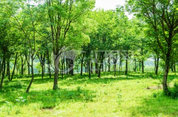 阳光树林 绿树林
