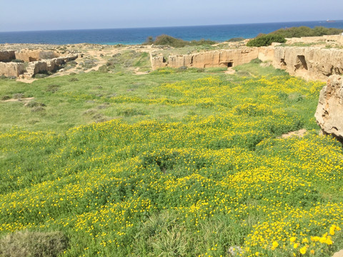 塞浦路斯草原