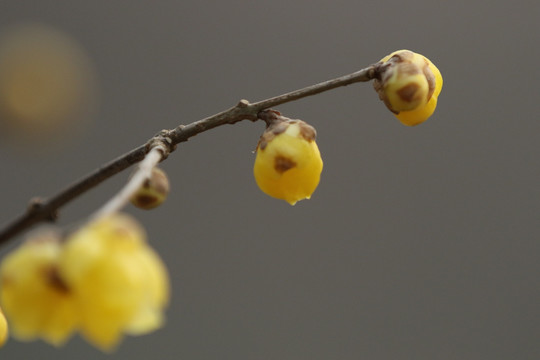 腊梅花